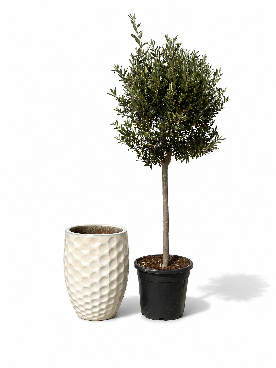 Olivenbaum im Topf MEROVEE (schlanker Stamm) 42×55cm — Cremefarben