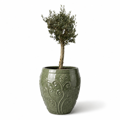 Olivenbaum (starker Stamm) im Topf GAIA 75×78cm — Jade-Perle