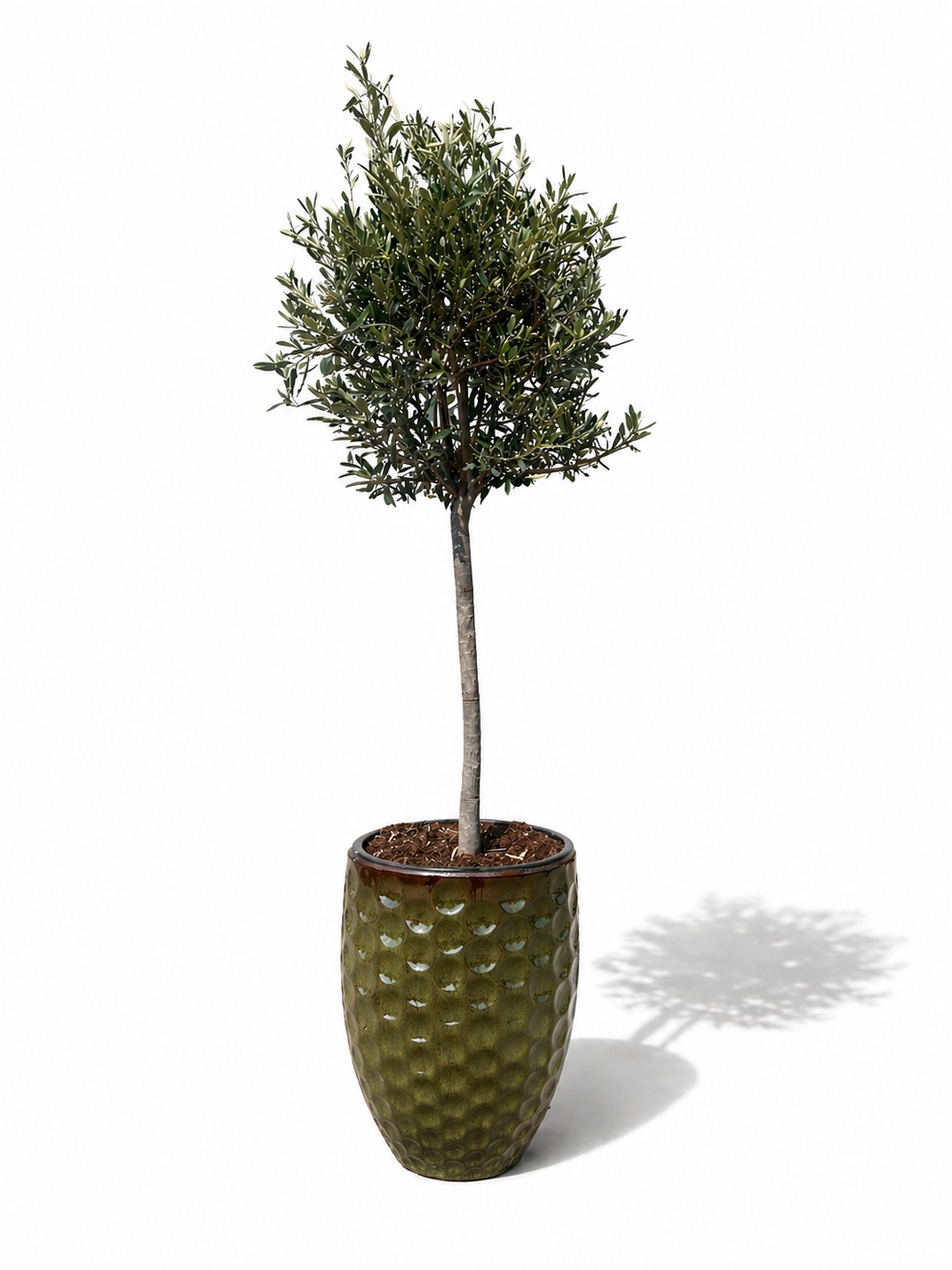Olivenbaum (schlanker Stamm) im Topf MEROVEE 42×55cm — Tropengrün