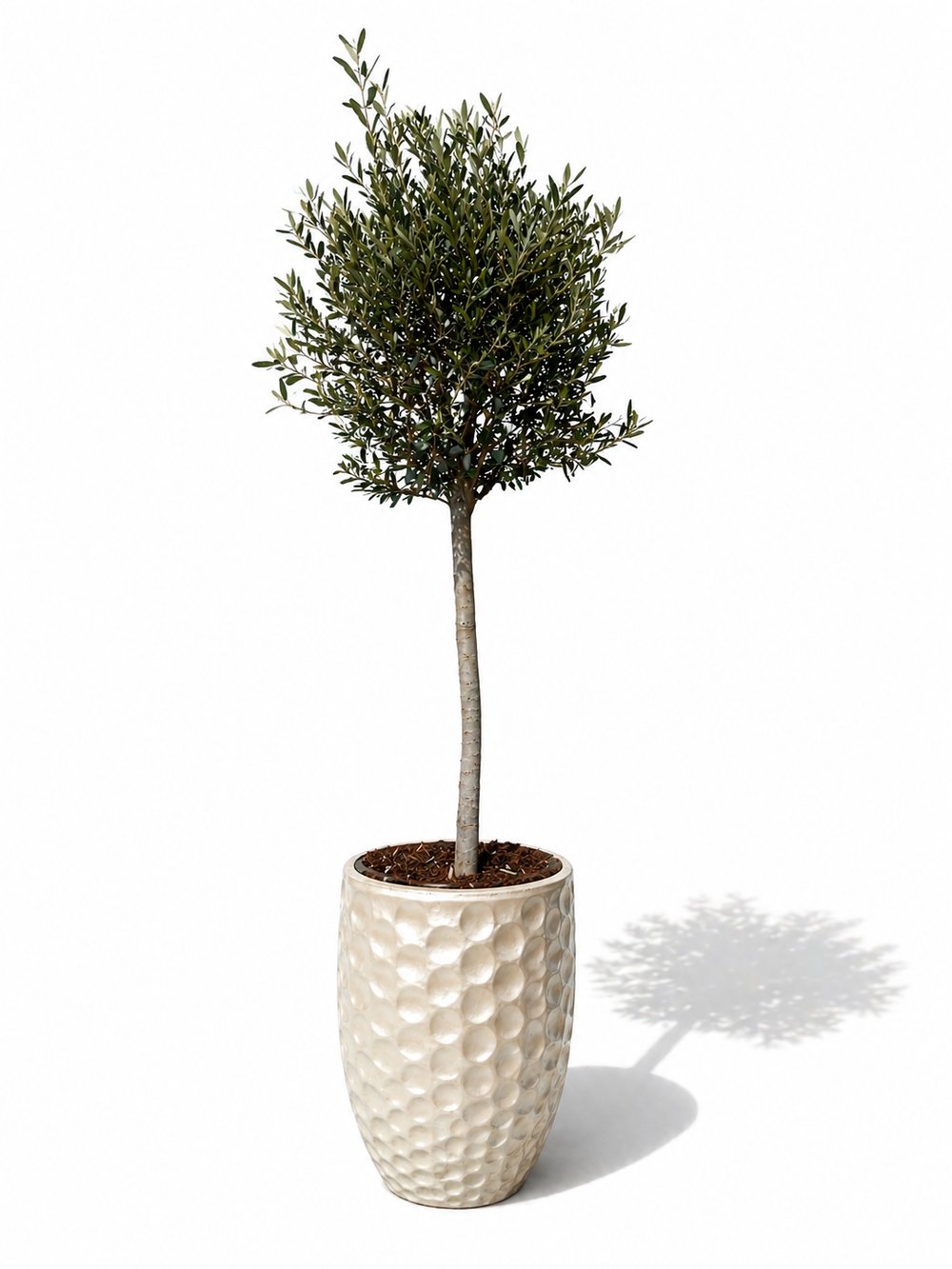 Olivenbaum (schlanker Stamm) im Topf MEROVEE 42×55cm — Perlweiß