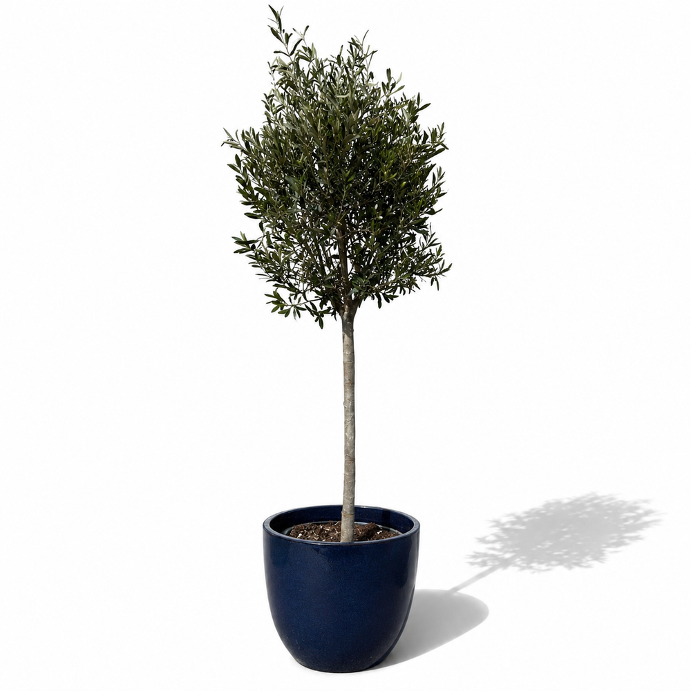 Olivenbaum (schlanker Stamm) im Topf LANCELOT 47×41cm — Mitternachtsblau