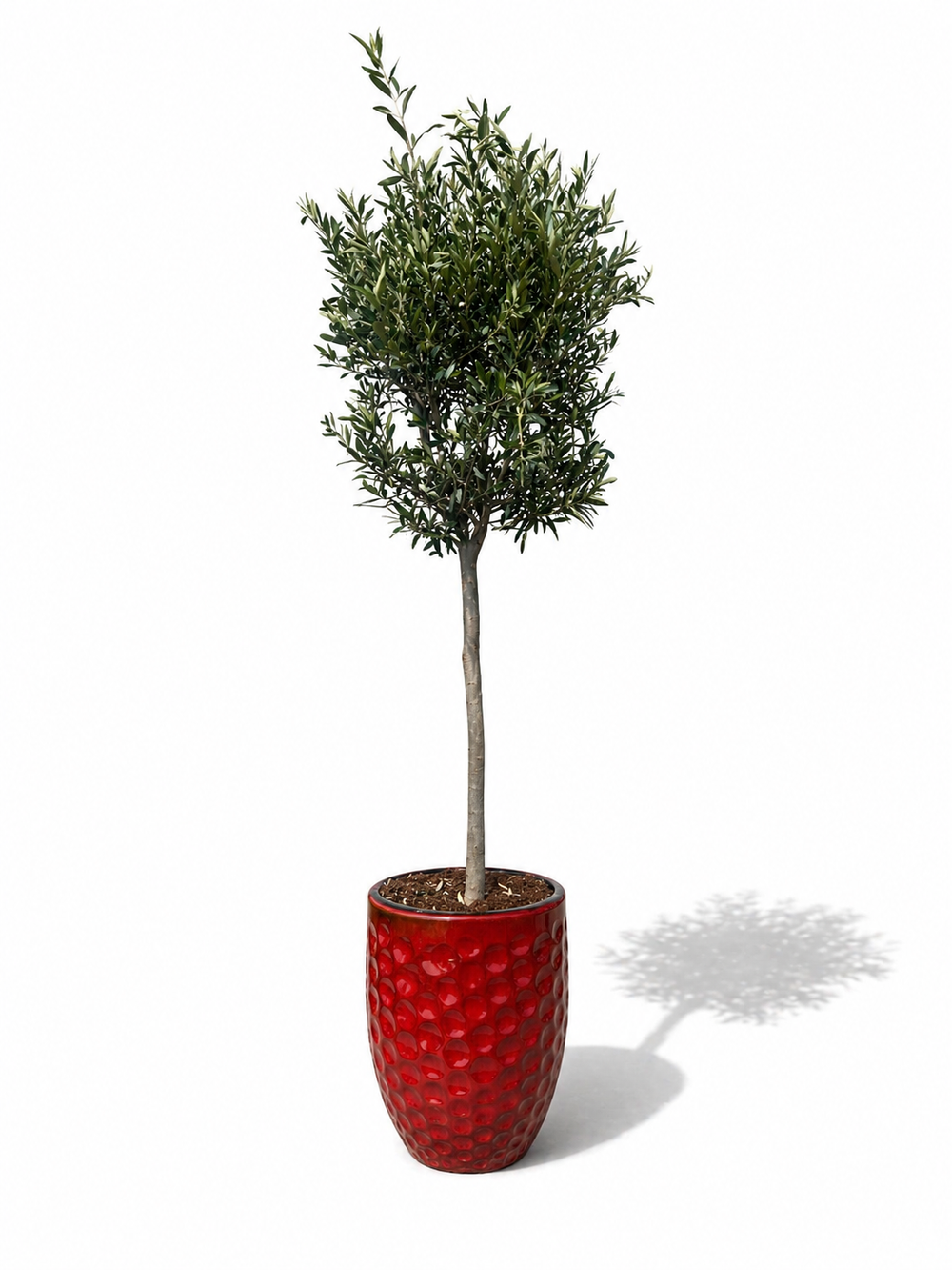 Olivenbaum (schlanker Stamm) im Topf MEROVEE 42×55cm — Tropenrot