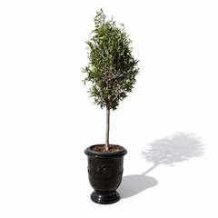Olivenbaum im Topf RICHELIEU (schlanker Stamm) 46×56cm — Schwarz