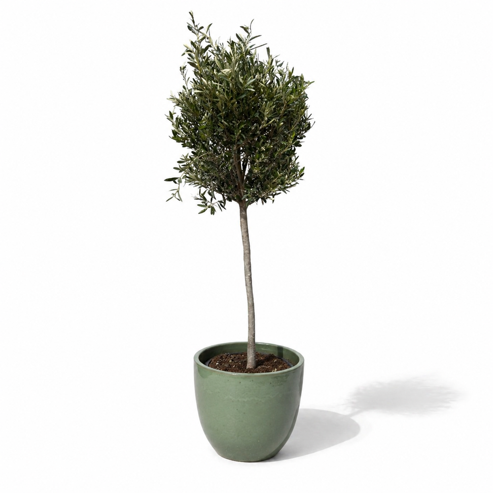 Olivenbaum (schlanker Stamm) im Topf LANCELOT 47×41cm — Jade-Perle