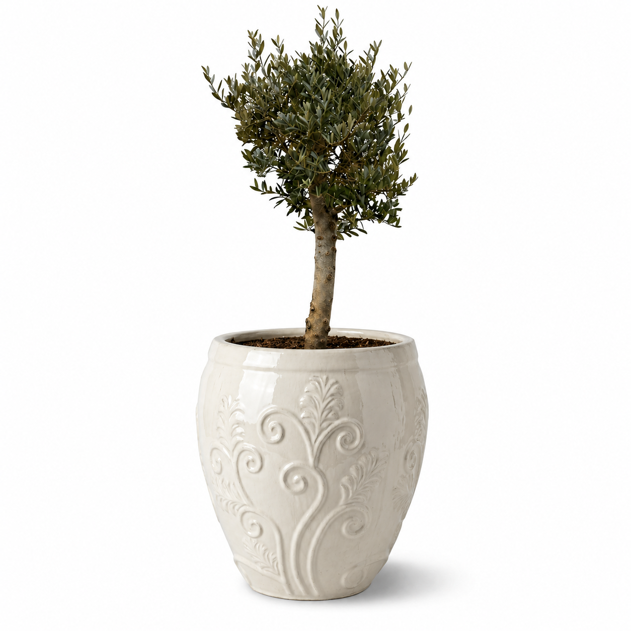 Olivenbaum im Topf GAIA (schlanker Stamm) 52×58cm — Cremefarben