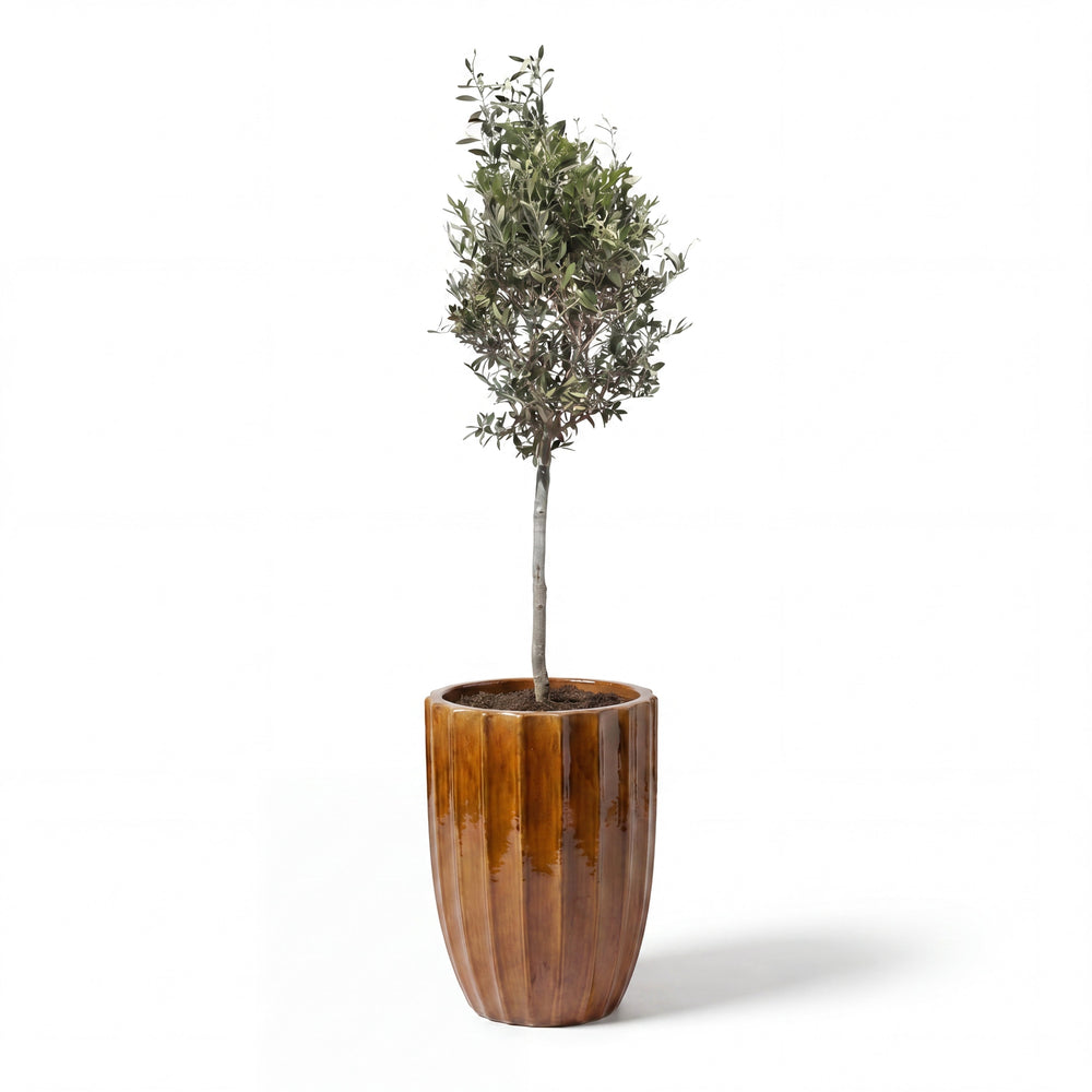 Olivenbaum (schlanker Stamm) im Topf HUGO 44×59cm — Rinde