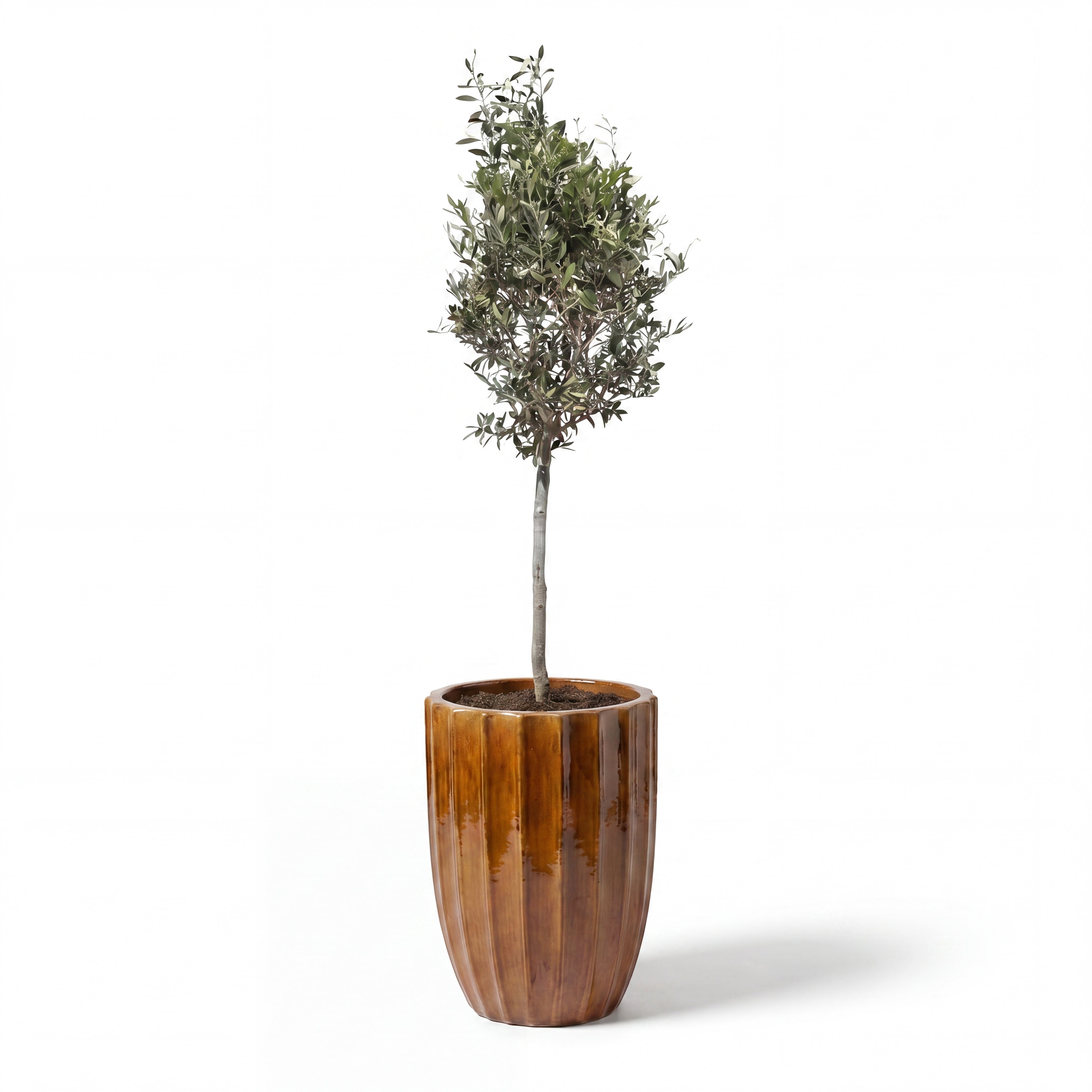 Olivenbaum im Topf HUGO (schlanker Stamm) 44×59cm — Rinde