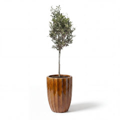 Olivenbaum im Topf HUGO (schlanker Stamm) 44×59cm — Rinde