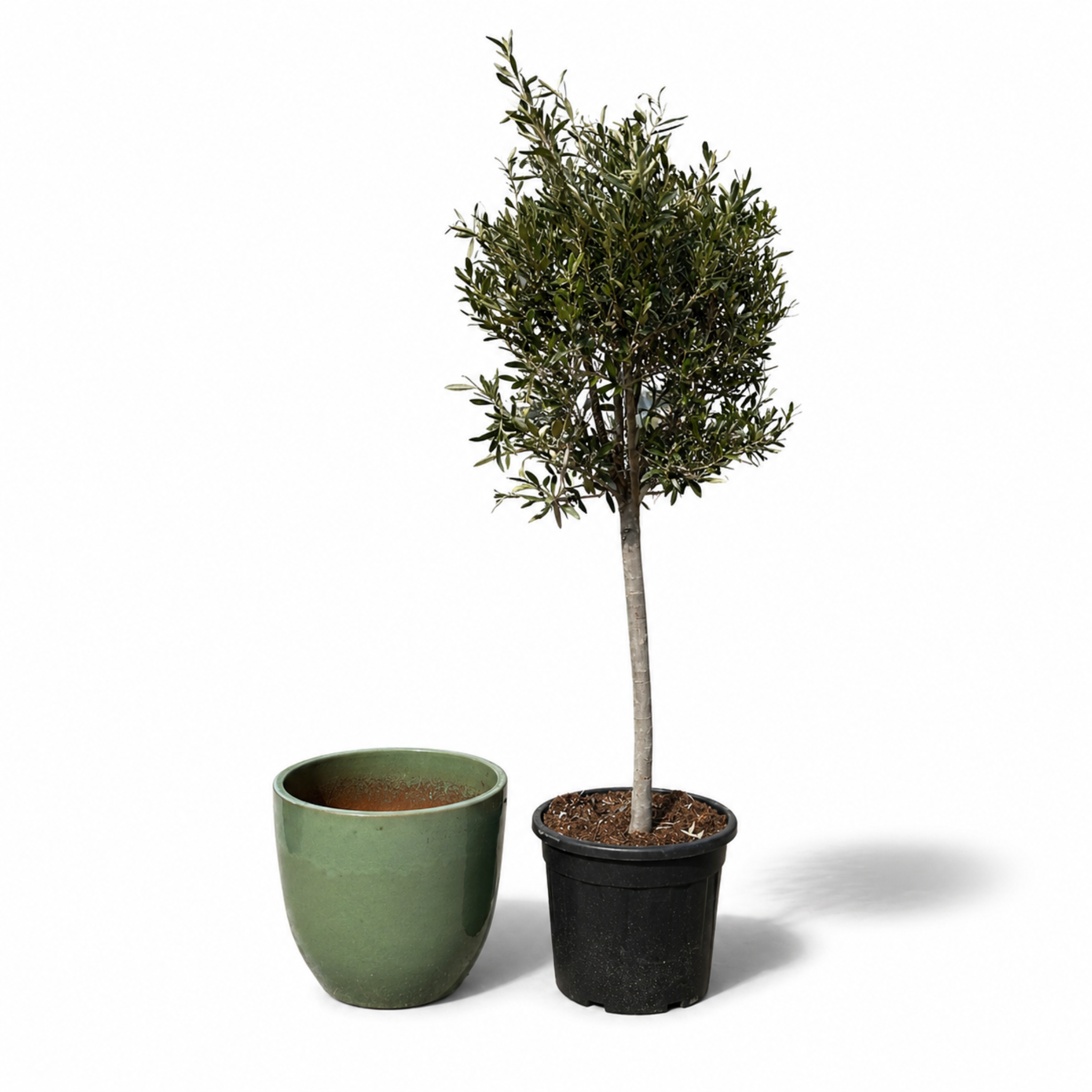 Olivenbaum im Topf LANCELOT (schlanker Stamm) 47×41cm — Jade-Perle