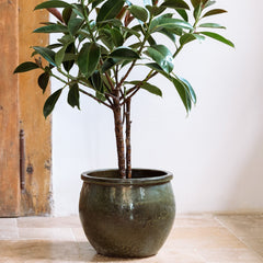 Keramický květináč Newton - Tropická zelená