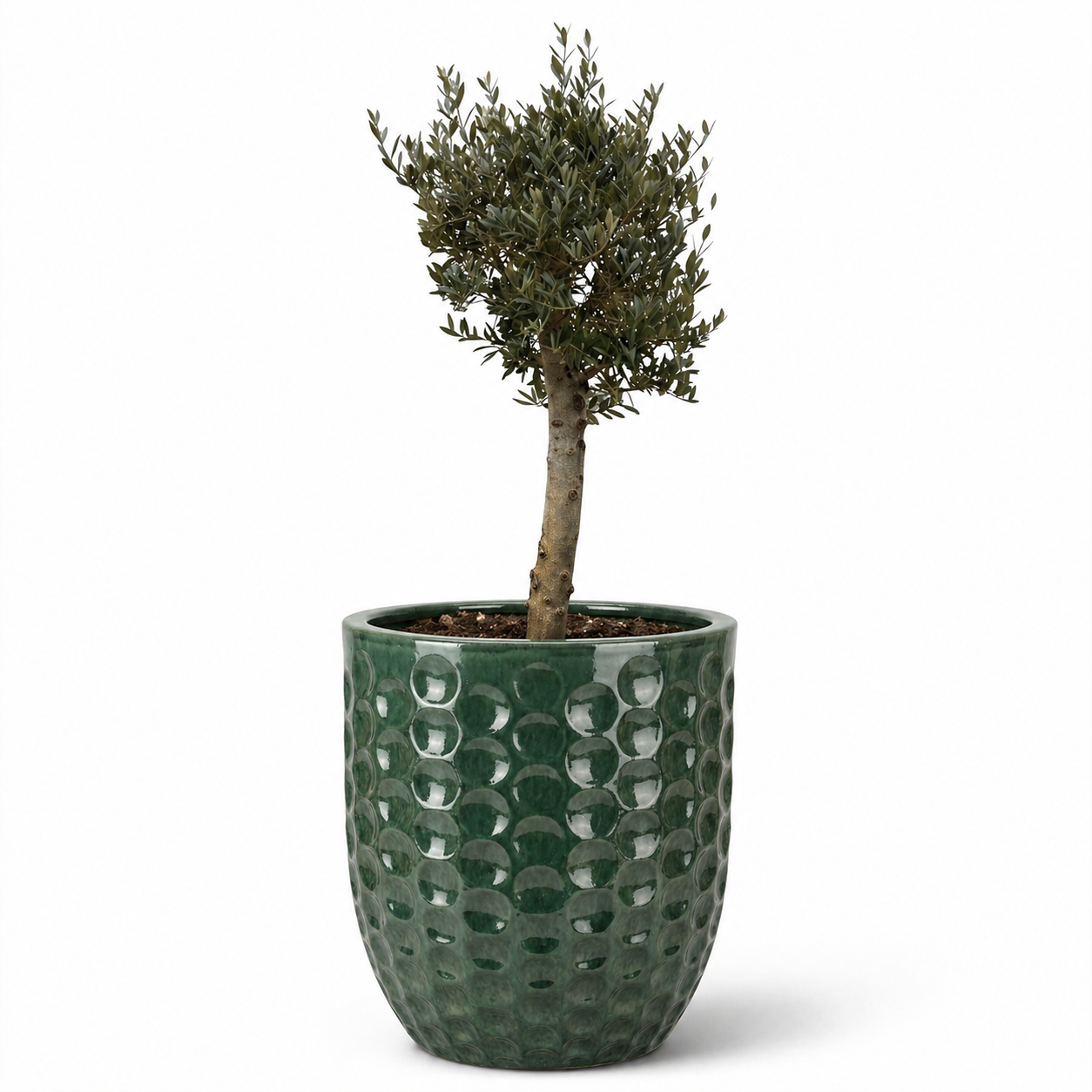 Olivenbaum im Topf MEROVEE (starker Stamm) 55×65cm — Jade