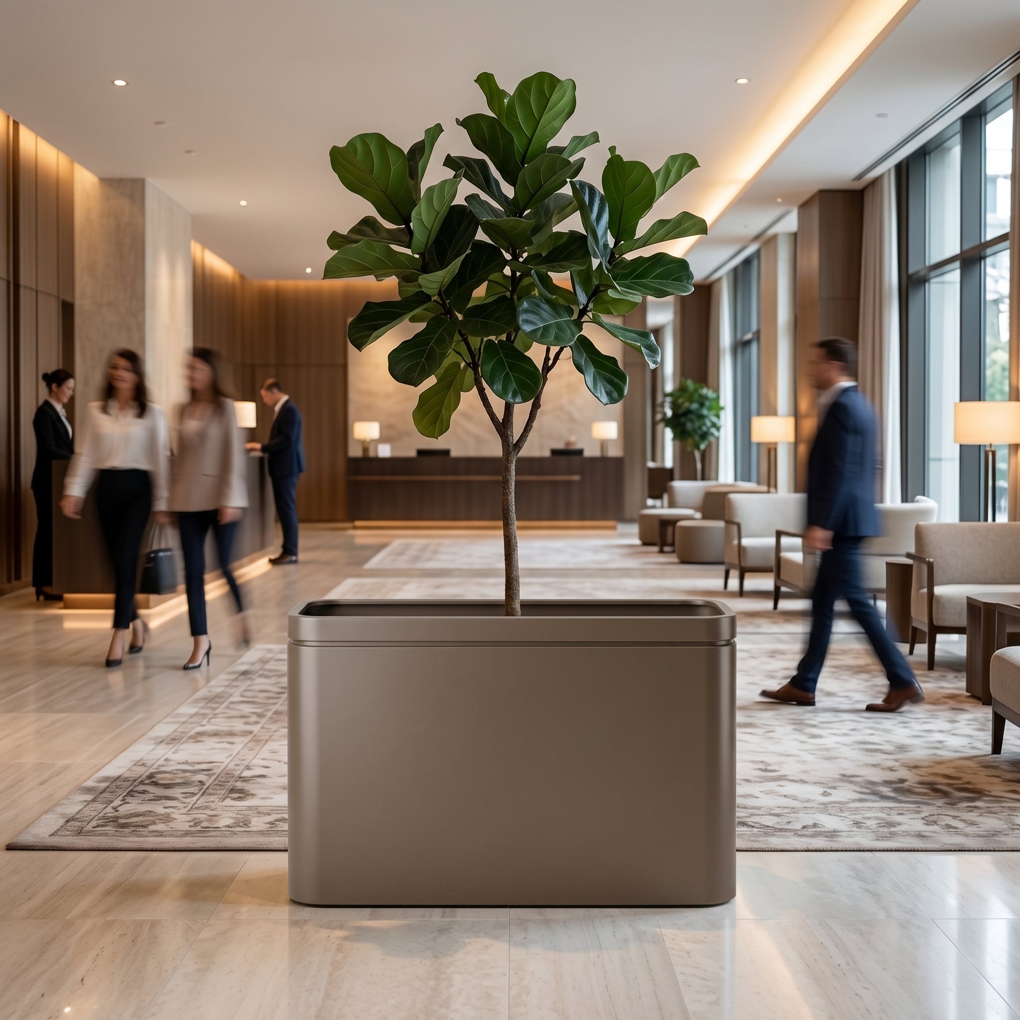 Velký pozinkovaný ocelový květináč INFINITY SQUARE - Šedohnědá - XXL (100 x 30 x 60 cm) s fíkusem lyrovitým v moderním luxusním hotelovém lobby.