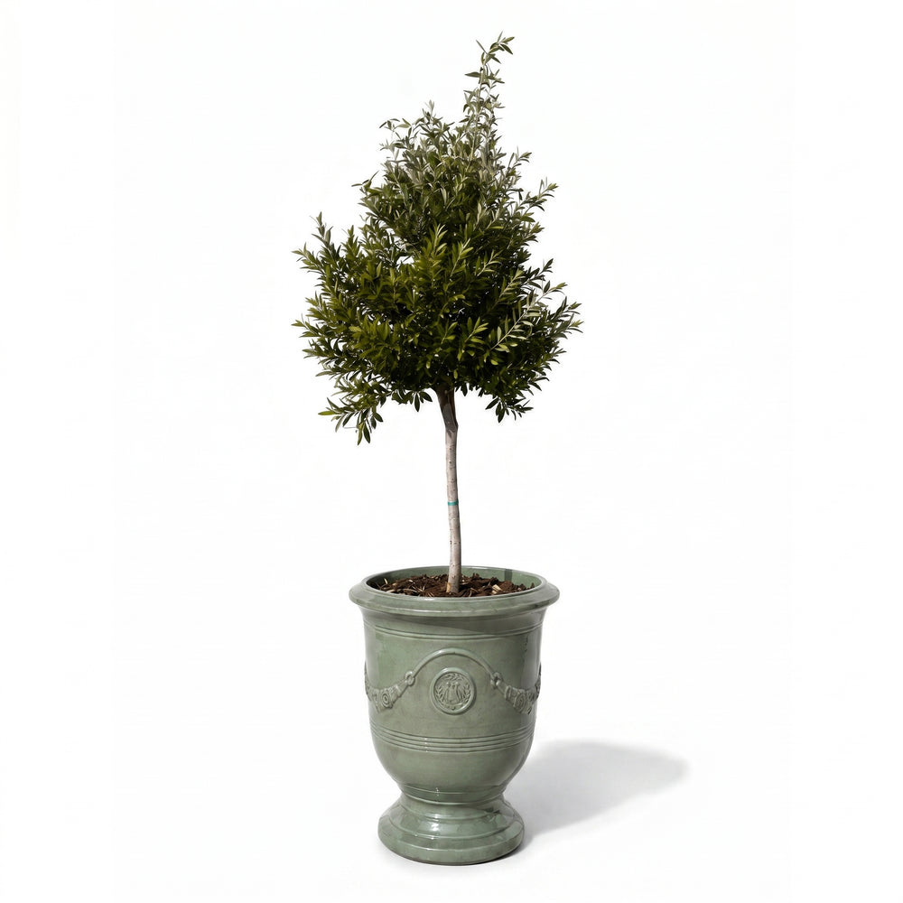 Olivenbaum (schlanker Stamm) im Topf RICHELIEU 46×56cm — Jade-Perle