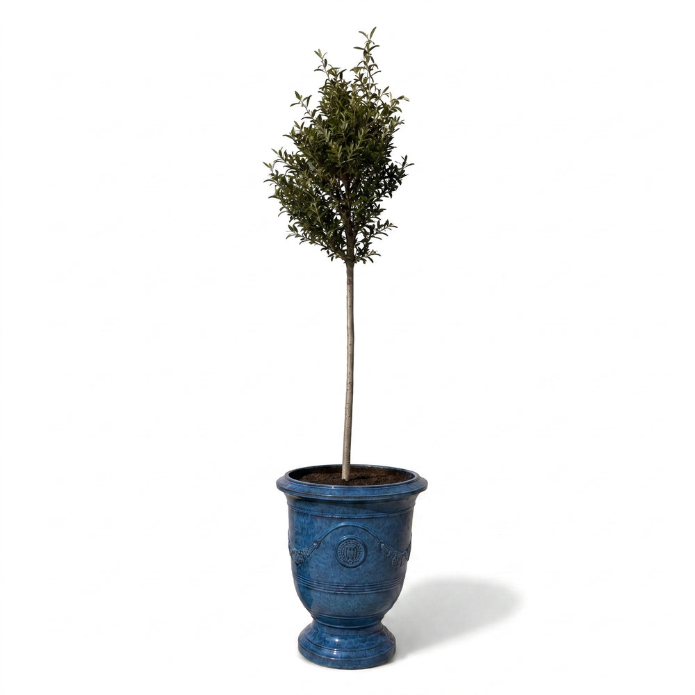 Olivenbaum (schlanker Stamm) im Topf RICHELIEU 46×56cm — Azurblau