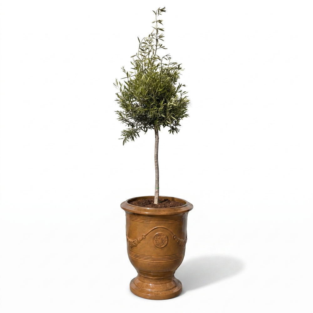 Olivenbaum (schlanker Stamm) im Topf RICHELIEU 46×56cm — Wüstengelb