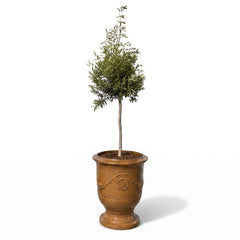 Olivenbaum (schlanker Stamm) im Topf RICHELIEU 46×56cm — Wüstengelb