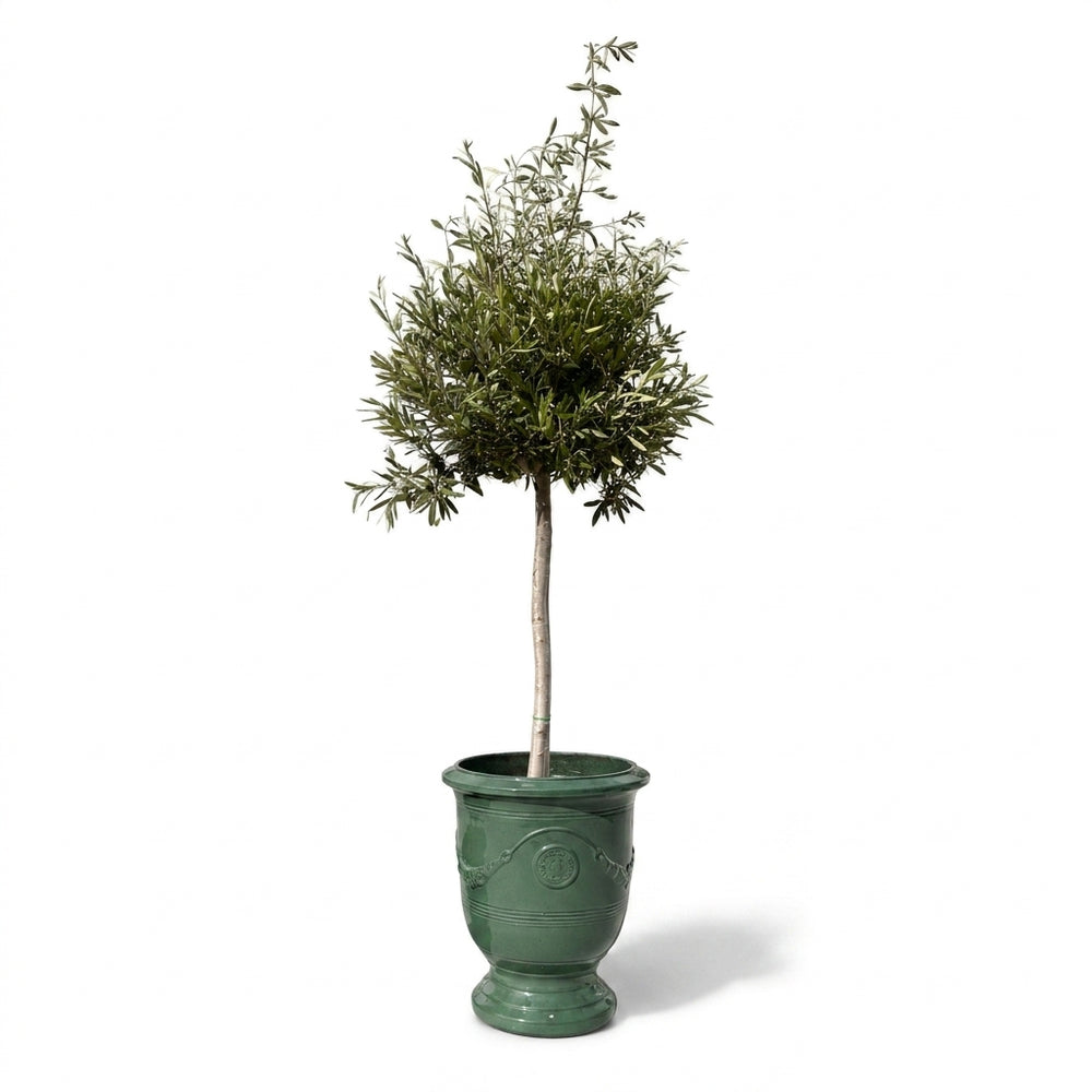 Olivenbaum (schlanker Stamm) im Topf RICHELIEU 46×56cm — Jade