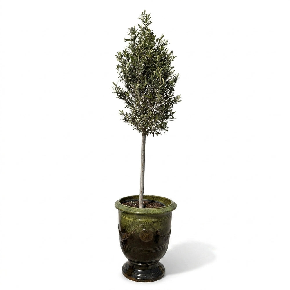 Olivenbaum (schlanker Stamm) im Topf RICHELIEU 46×56cm — Schwarzgrün