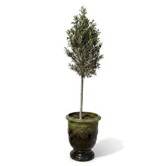 Olivenbaum (schlanker Stamm) im Topf RICHELIEU 46×56cm — Schwarzgrün