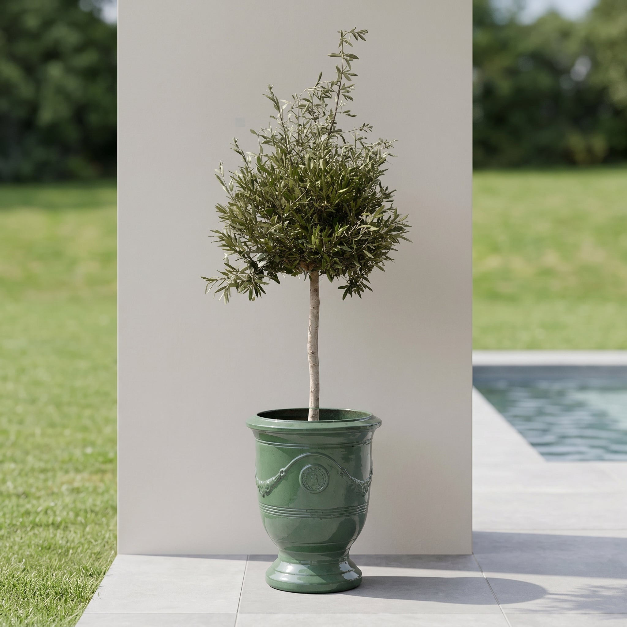 Olivenbaum schlanker Stamm im Pflanzkübel RICHELIEU Jade – draußen auf der Terrasse