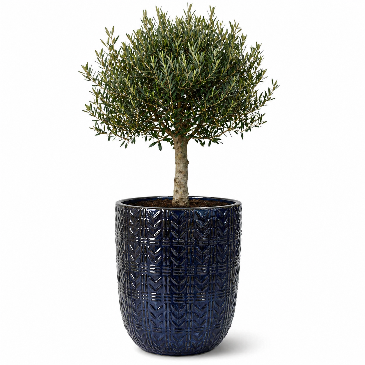 Olivenbaum im Topf MERCURE (schlanker Stamm) 51×63cm — Saphirblau