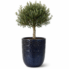 Olivenbaum im Topf MERCURE (schlanker Stamm) 51×63cm — Saphirblau