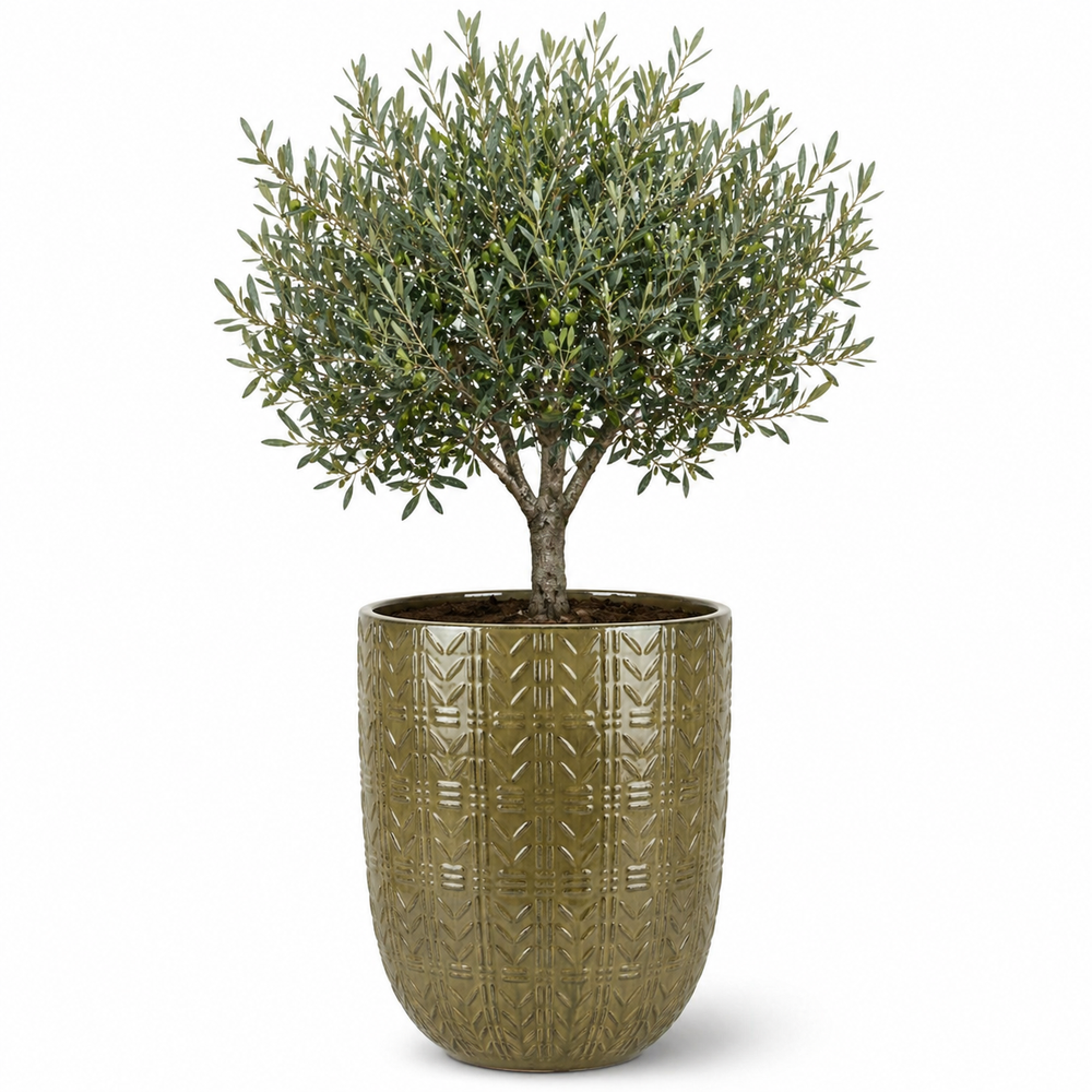 Olivenbaum (schlanker Stamm) im Topf MERCURE 51×63cm — Olivgrün