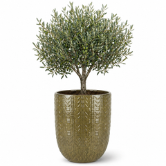 Olivenbaum (schlanker Stamm) im Topf MERCURE 51×63cm — Olivgrün