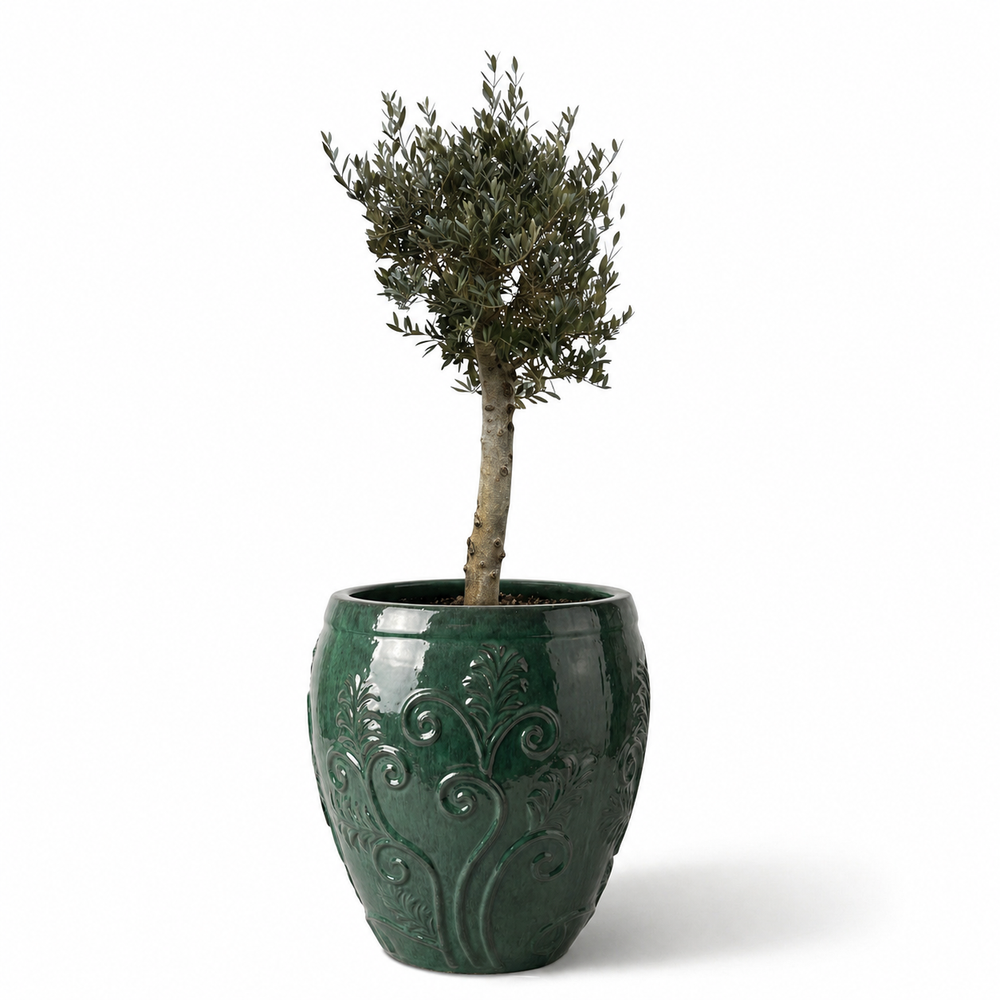 Olivenbaum (schlanker Stamm) im Topf GAIA 52×58cm — Jade