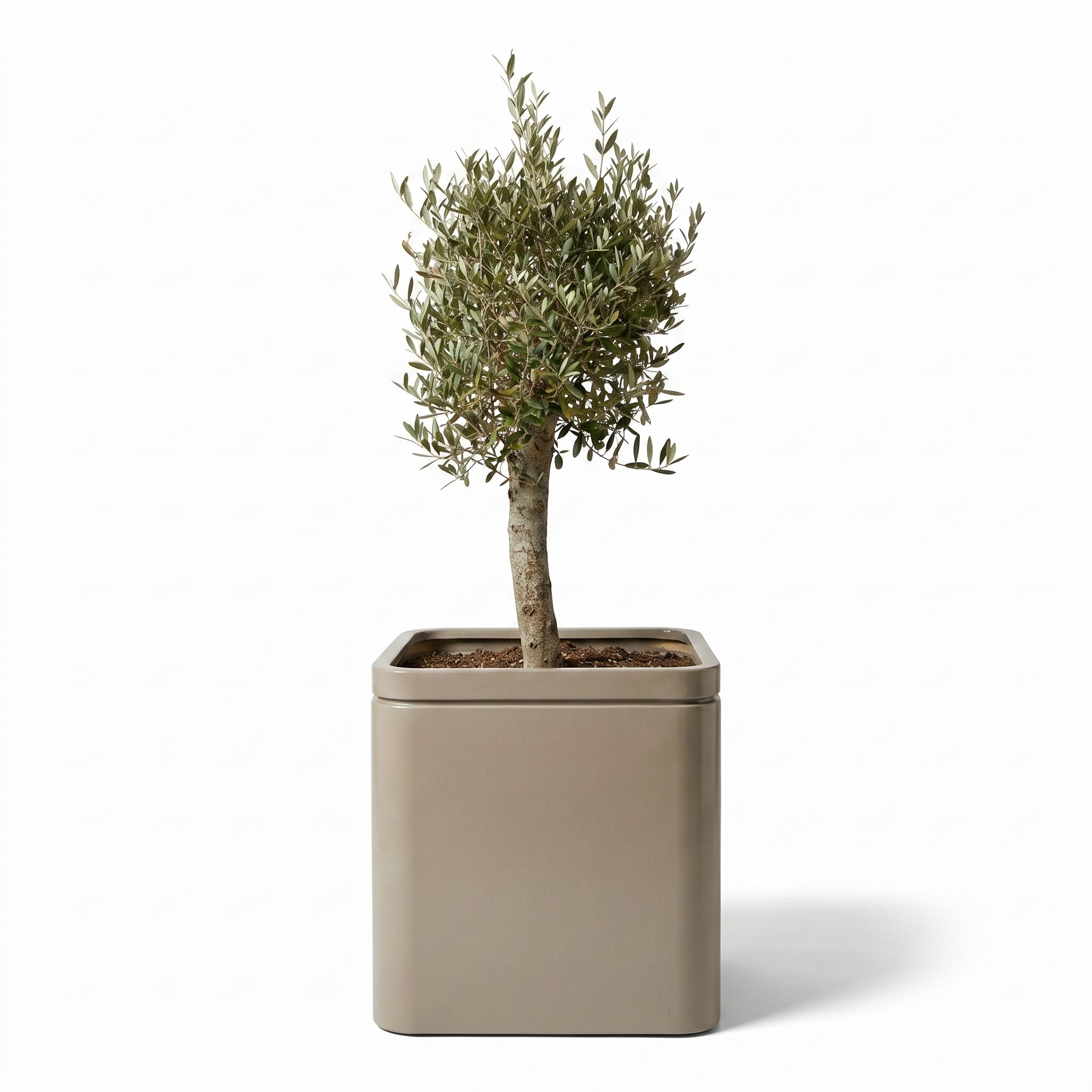 Olivenbaum im Topf INFINITY SQUARE (starker Stamm) 60×60cm — Champagner