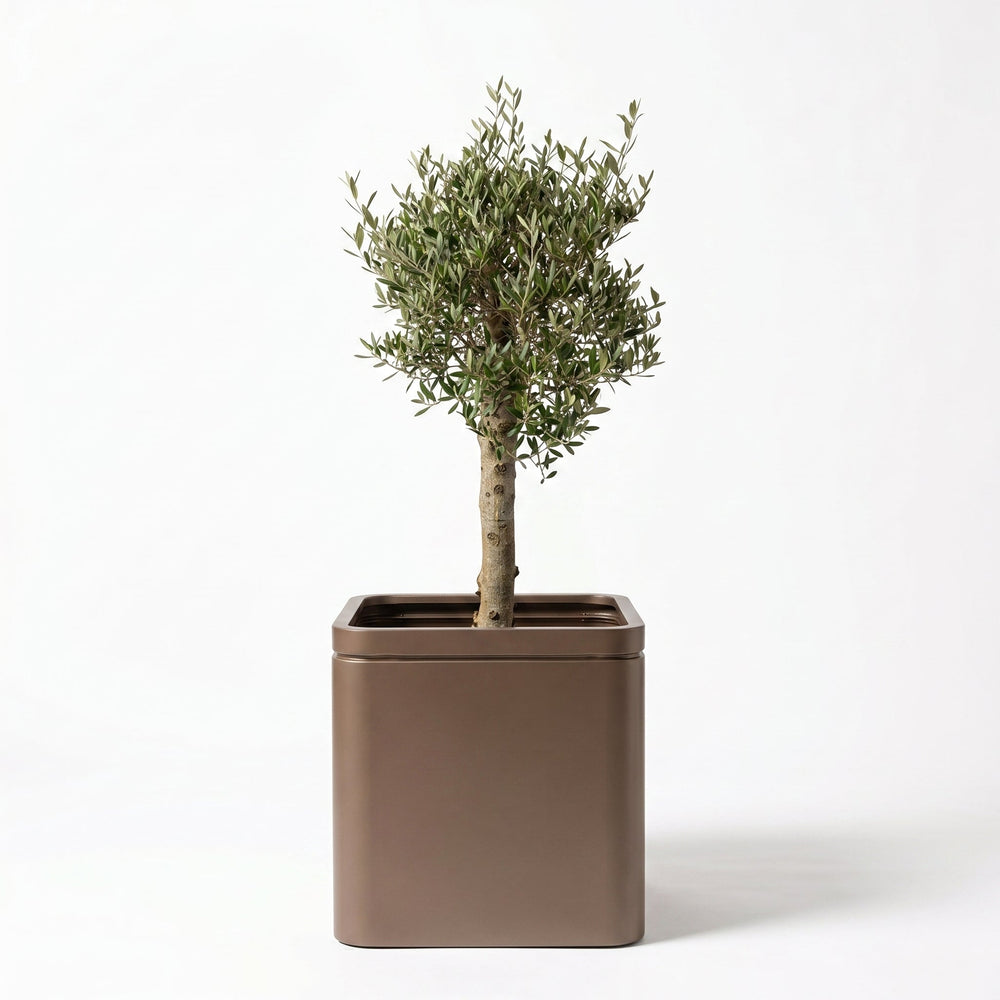 Olivenbaum (starker Stamm) im Topf INFINITY SQUARE 60×60cm — Graubraun