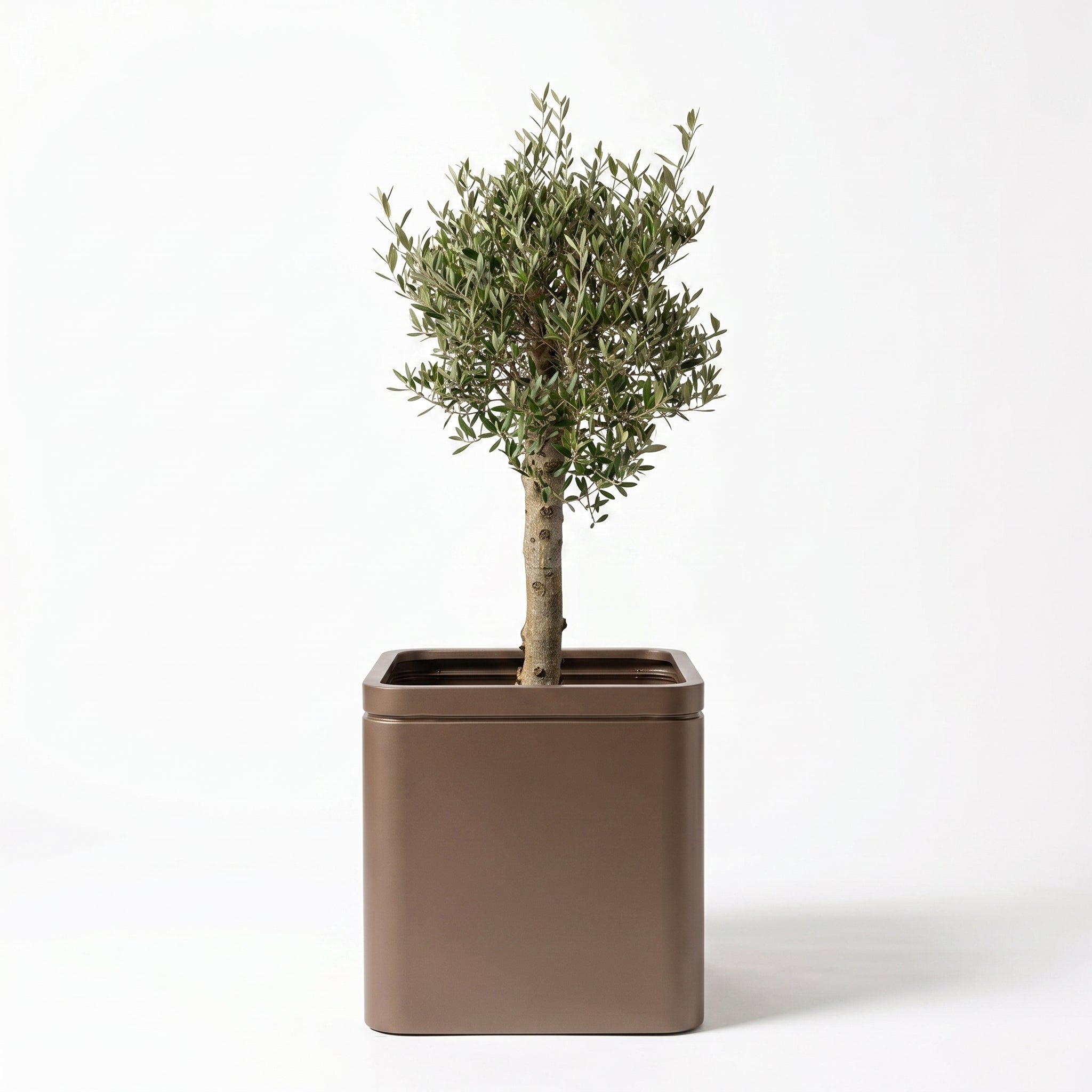Olivenbaum im Topf INFINITY SQUARE (starker Stamm) 60×60cm — Graubraun