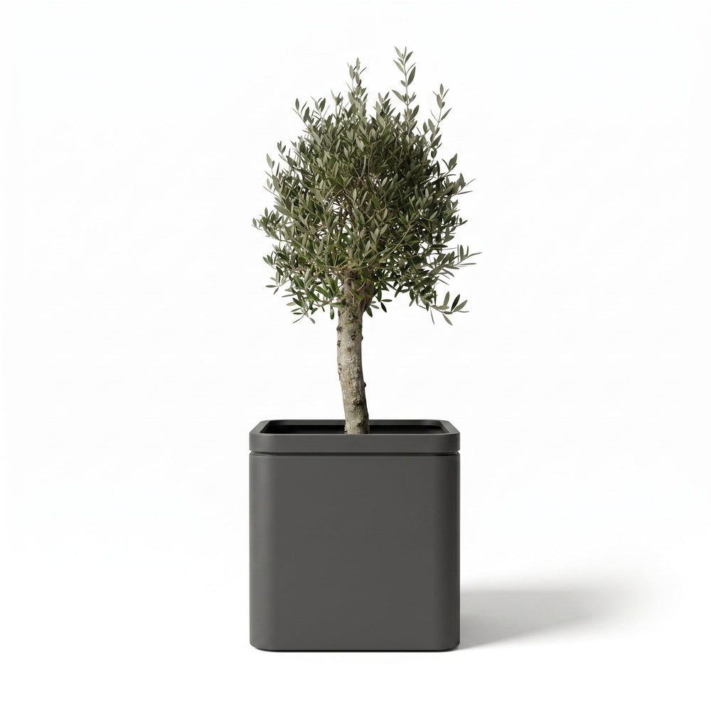 Olivenbaum (starker Stamm) im Topf INFINITY SQUARE 60×60cm — Anthrazit