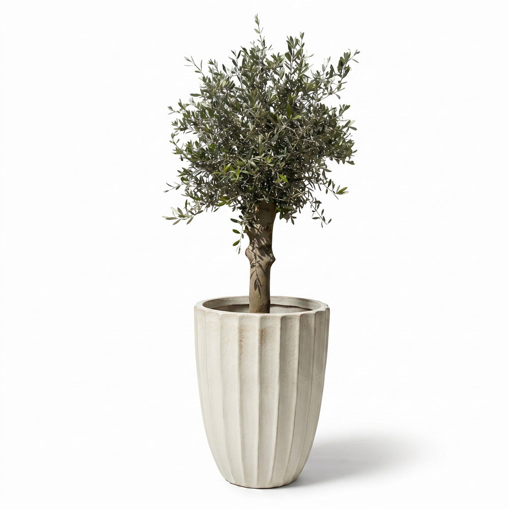 Olivenbaum (starker Stamm) im Topf HUGO 55×71cm — Cremefarben