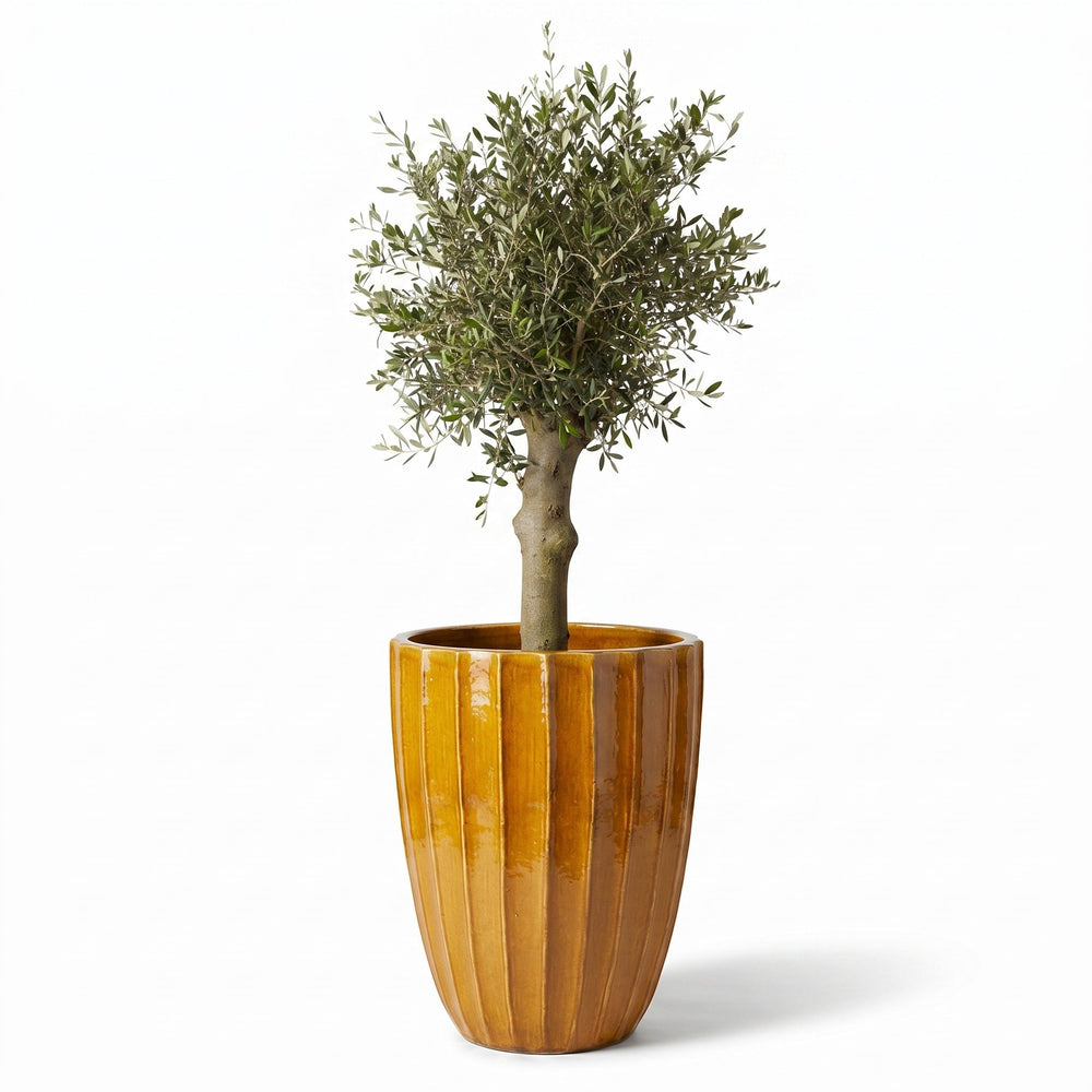 Olivenbaum (starker Stamm) im Topf HUGO 55×71cm — Honig