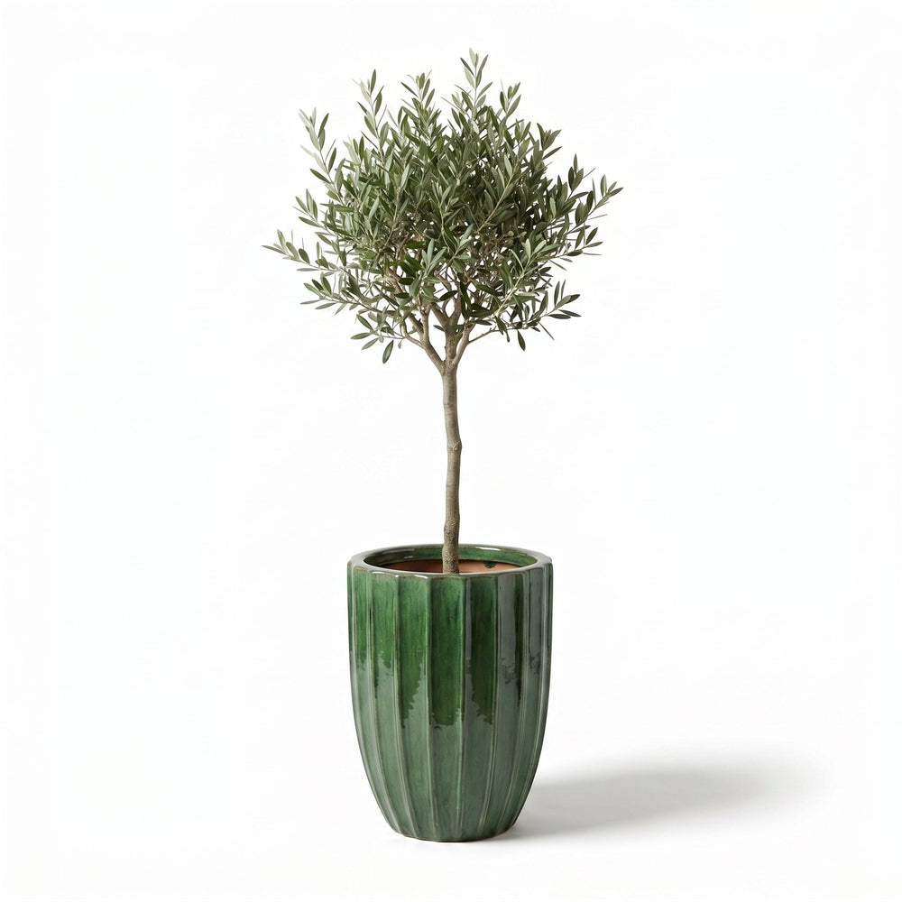 Olivenbaum (schlanker Stamm) im Topf HUGO 44×59cm — Dschungelgrün