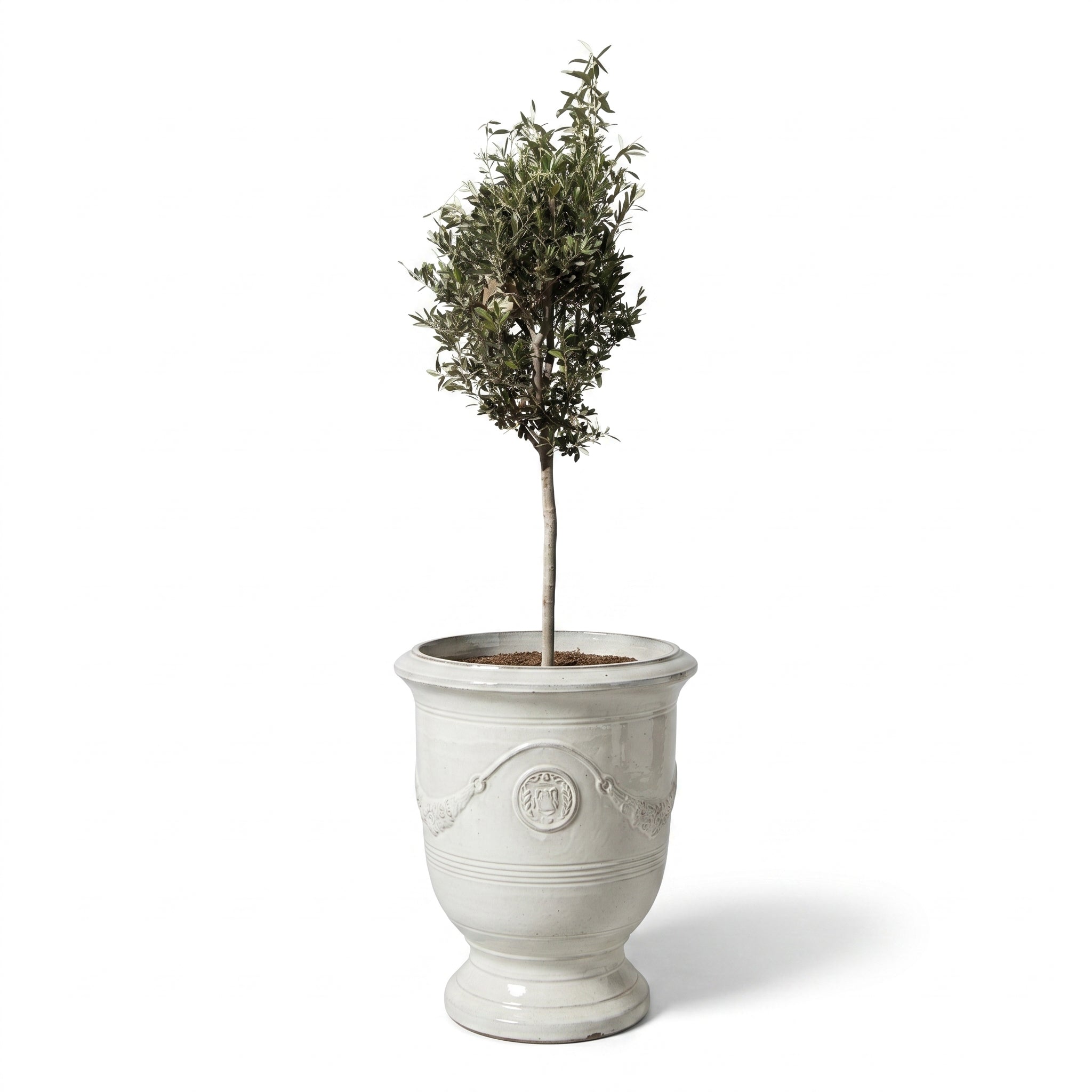Olivenbaum im Topf RICHELIEU (schlanker Stamm) 46×56cm — Cremefarben