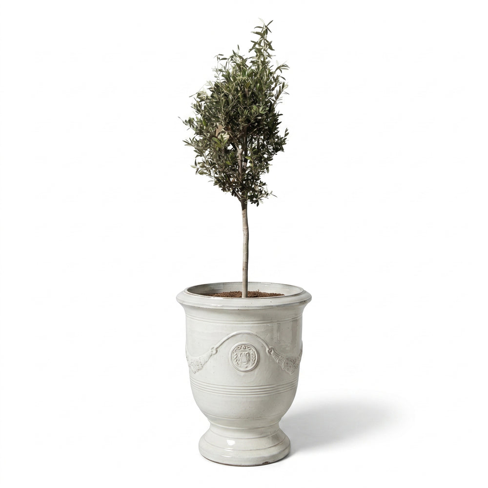 Olivenbaum (schlanker Stamm) im Topf RICHELIEU 46×56cm — Cremefarben