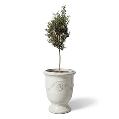 Olivenbaum (schlanker Stamm) im Topf RICHELIEU 46×56cm — Perlweiß