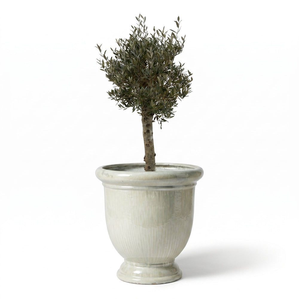 Olivenbaum (starker Stamm) im Topf TITAN 72×75cm — Perlweiß