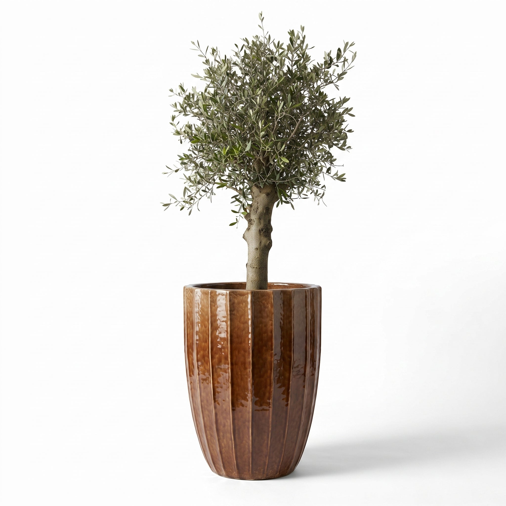 Olivenbaum im Topf HUGO (starker Stamm) 55×71cm — Rinde