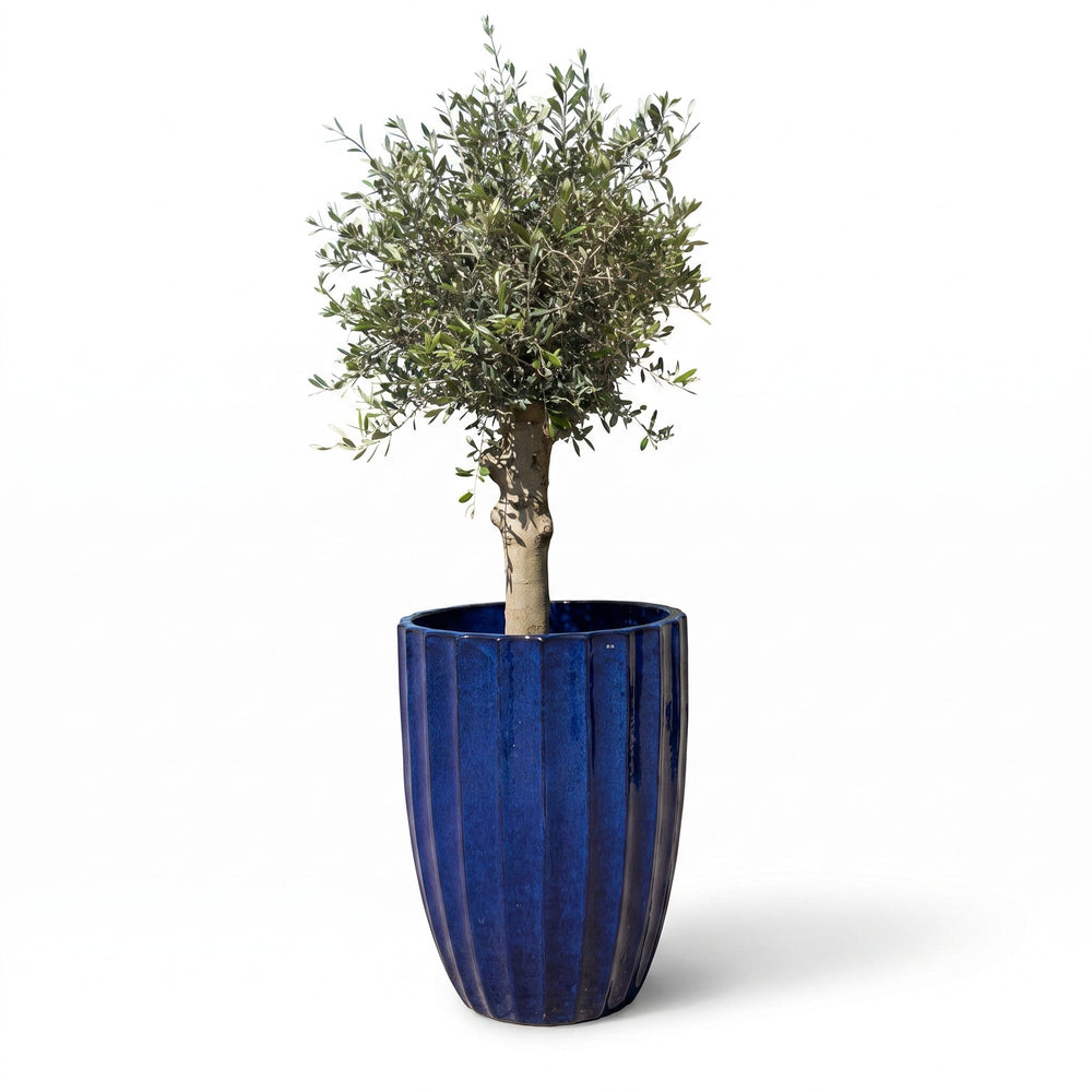 Olivenbaum (starker Stamm) im Topf HUGO 55×71cm — Kobaltblau