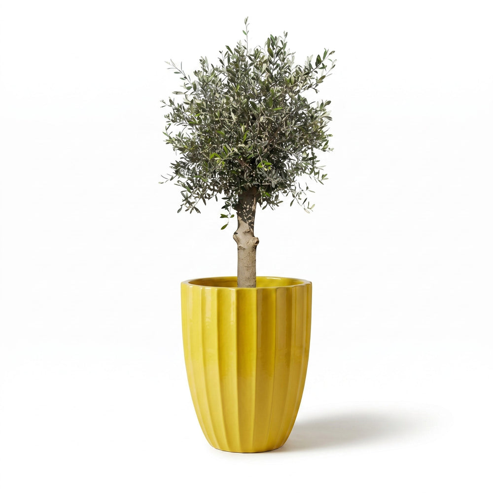 Olivenbaum (starker Stamm) im Topf HUGO 55×71cm — Gelb