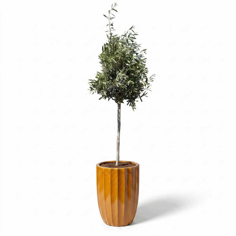 Olivenbaum (schlanker Stamm) im Topf HUGO 44×59cm — Honig