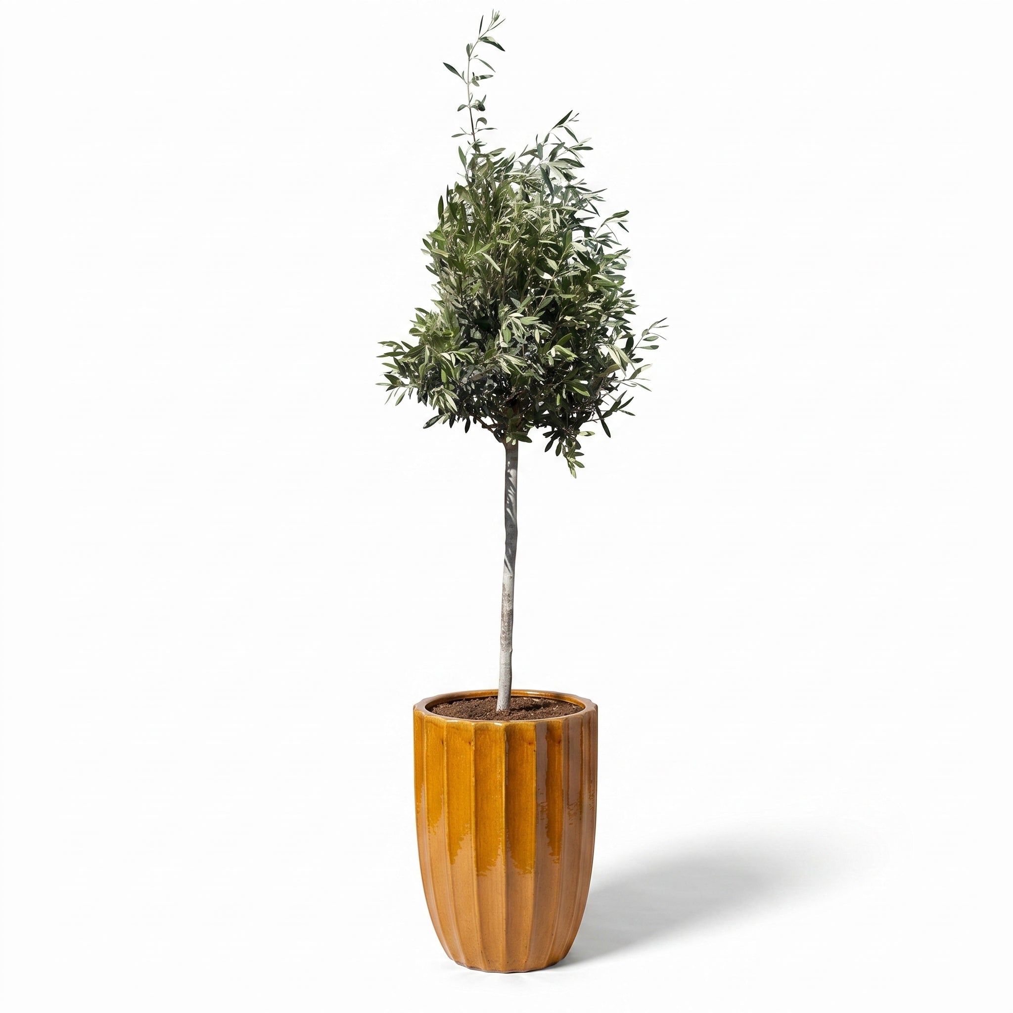 Olivenbaum im Topf HUGO (schlanker Stamm) 44×59cm — Honig