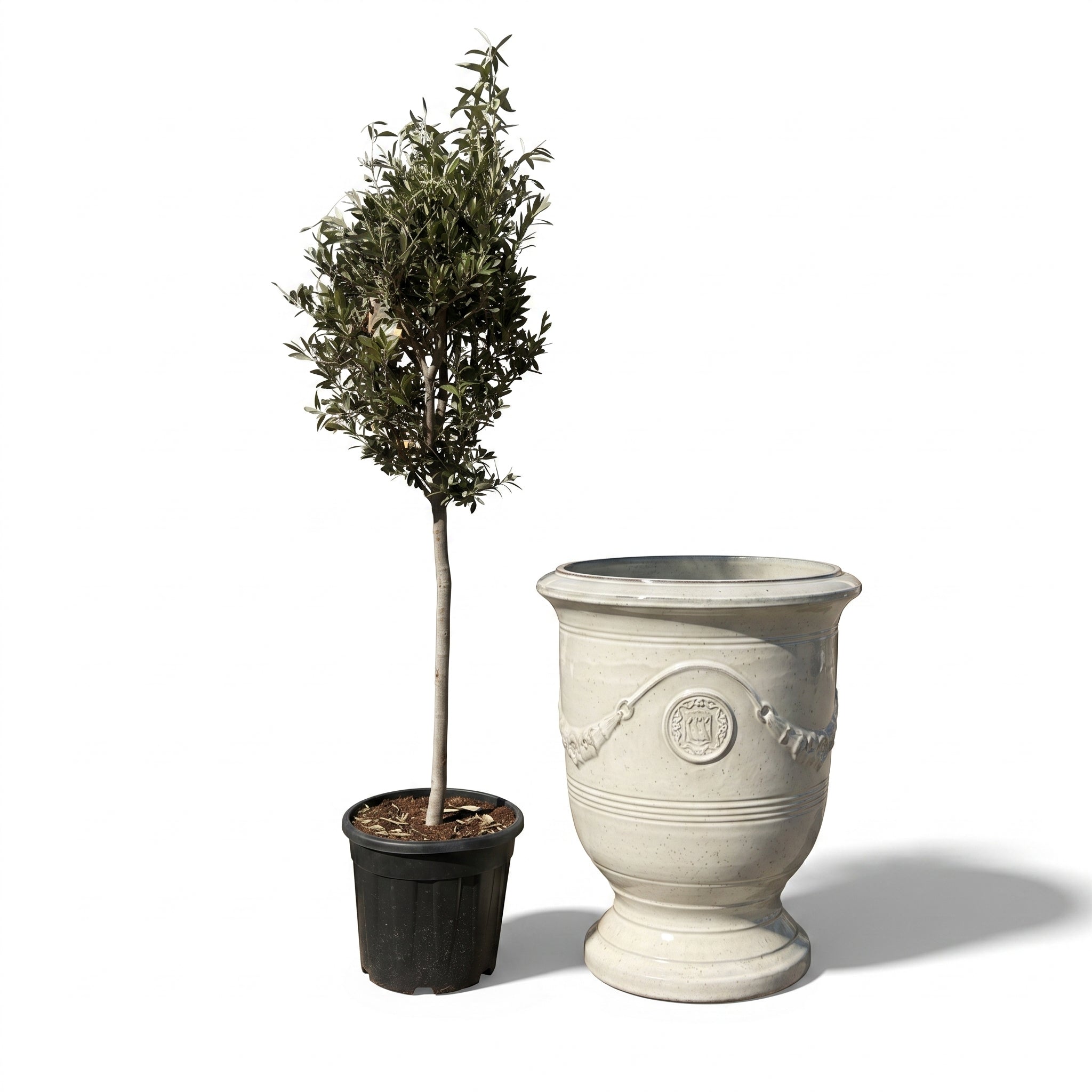 Olivenbaum im Topf RICHELIEU (schlanker Stamm) 46×56cm — Cremefarben