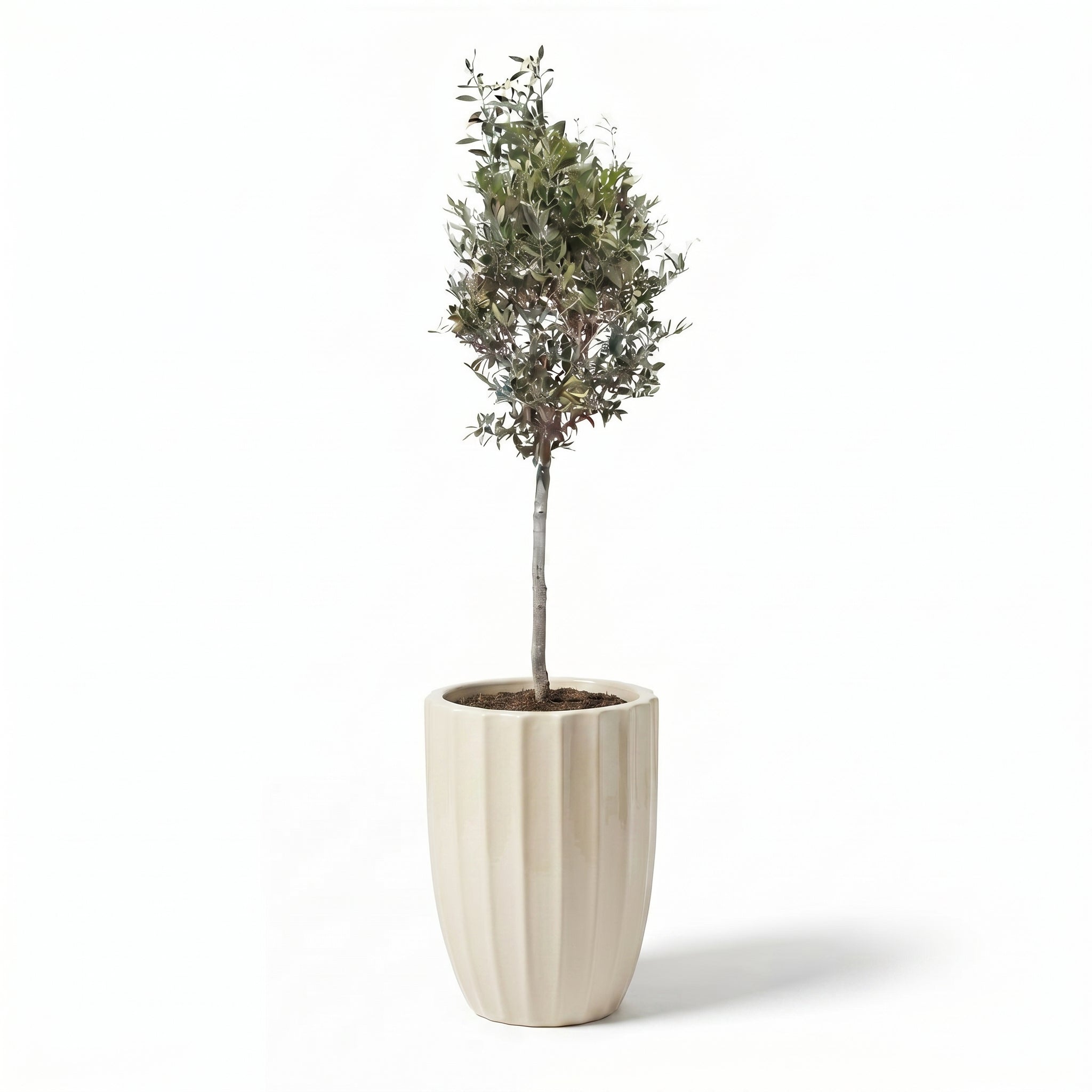 Olivenbaum im Topf HUGO (schlanker Stamm) 44×59cm — Cremefarben
