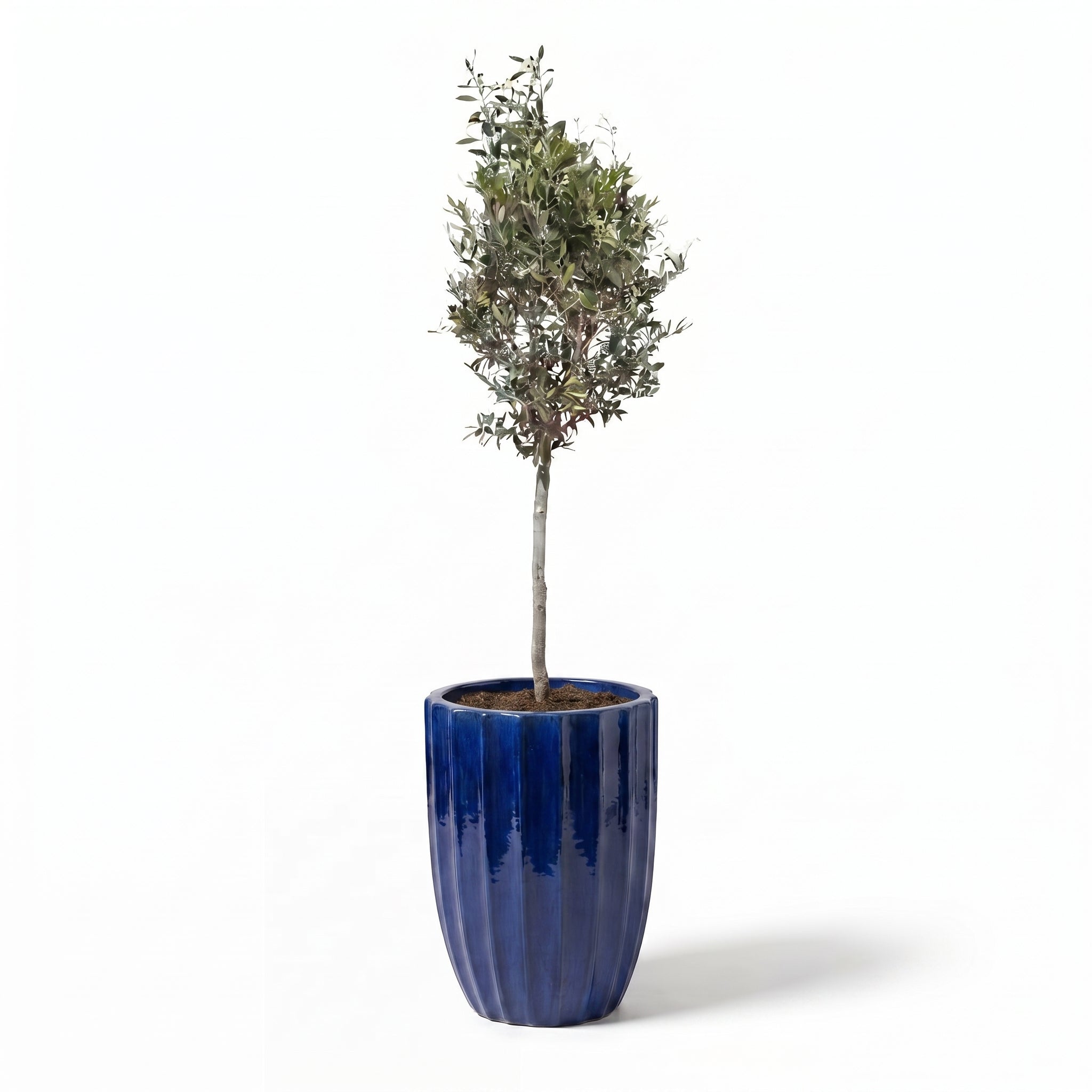 Olivenbaum im Topf HUGO (schlanker Stamm) 44×59cm — Kobaltblau