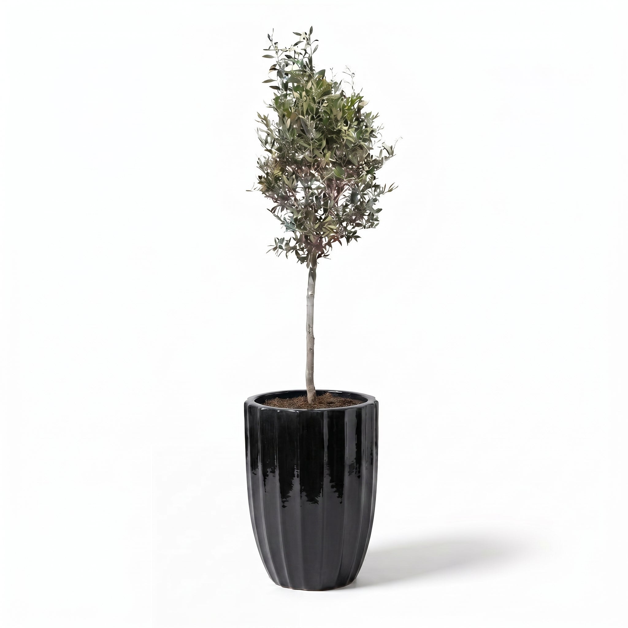 Olivenbaum im Topf HUGO (schlanker Stamm) 44×59cm — Schwarz