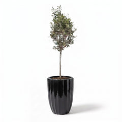 Olivenbaum im Topf HUGO (schlanker Stamm) 44×59cm — Schwarz